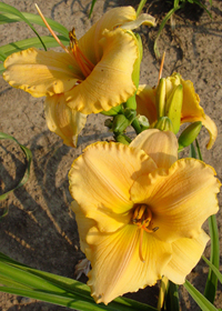 Hemerocallis 'Spanish Glow'